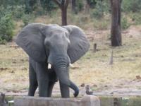 Chobe NP Eli am Wassserloch