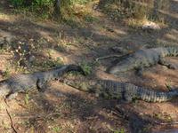 Chobe Bootsfahrt Krokodile