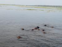 Chobe Bootsfahrt Hippos