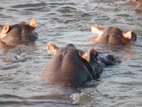 Chobe Bootsfahrt Hippos