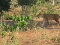 Chobe Bootsfahrt Löwe