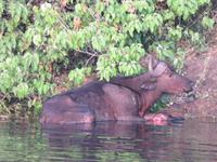 Chobe Bootsfahrt leider verletzt