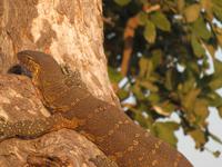 Chobe Bootsfahrt Waran