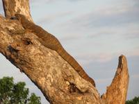 Chobe Bootsfahrt Waran