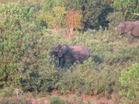 Chobe Bootsfahrt die Elis kommen