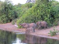 Chobe Bootsfahrt Elefanten