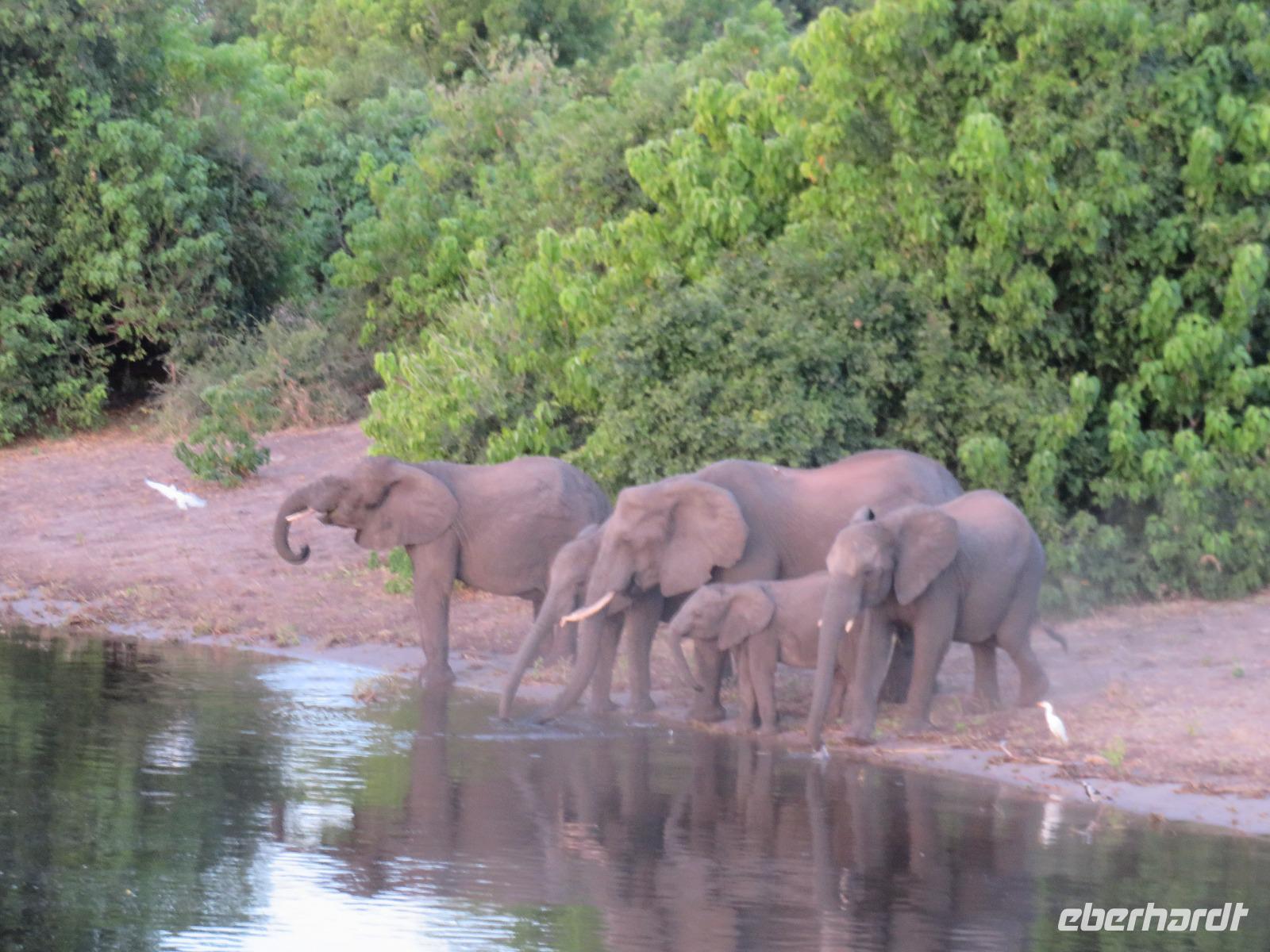 Chobe Bootsfahrt Elefanten