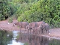 Chobe Bootsfahrt Elefanten