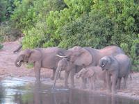 Chobe Bootsfahrt Elefanten