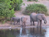 Chobe Bootsfahrt Elefanten