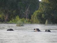 Sambesi Hippos