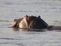 Sambesi Hippo