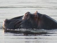 Sambesi Hippo
