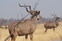 161 Kudus im  Bwabwata NP