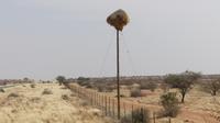 Webernest an der Einfahrt zur Kalahari Anib Lodge
