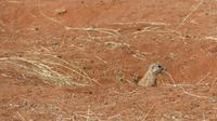 Kalahari Anib Lodge, Erdhörnchen