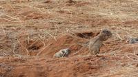 Kalahari Anib Lodge, Erdhörnchen