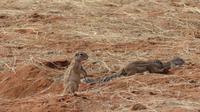 Kalahari Anib Lodge, Erdhörnchen