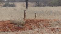 Kalahari Anib Lodge, Erdmännchen