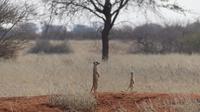 Kalahari Anib Lodge, Erdmännchen
