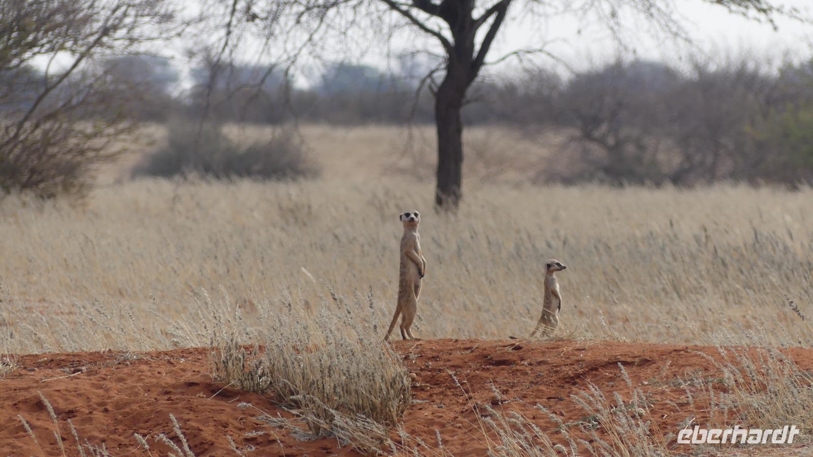 Kalahari Anib Lodge, Erdmännchen
