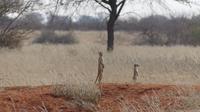 Kalahari Anib Lodge, Erdmännchen