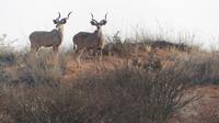 Kalahari Anib Lodge, game drive, Kudus