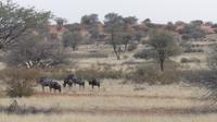 Kalahari Anib Lodge, game drive