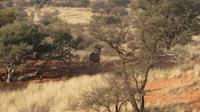 Torgos Safari Lodge, Wanderung, Kudu