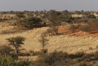 Torgos Safari Lodge, Wanderung, Kudu