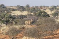 Torgos Safari Lodge, Wanderung, Kudu