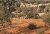 Torgos Safari Lodge, Wanderung, Kudu