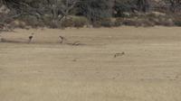 Kgalagadi Park, Schakal und Steinbock