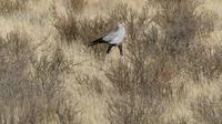 Kgalagadi Park, Sekretär