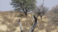 Kgalagadi Park, Schwalbenschwanzspint (swallow-tailed bee-eater)
