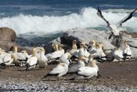 Lamberts Bay, Kaptölpelkolonie