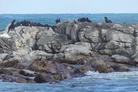 Lamberts Bay, Robben