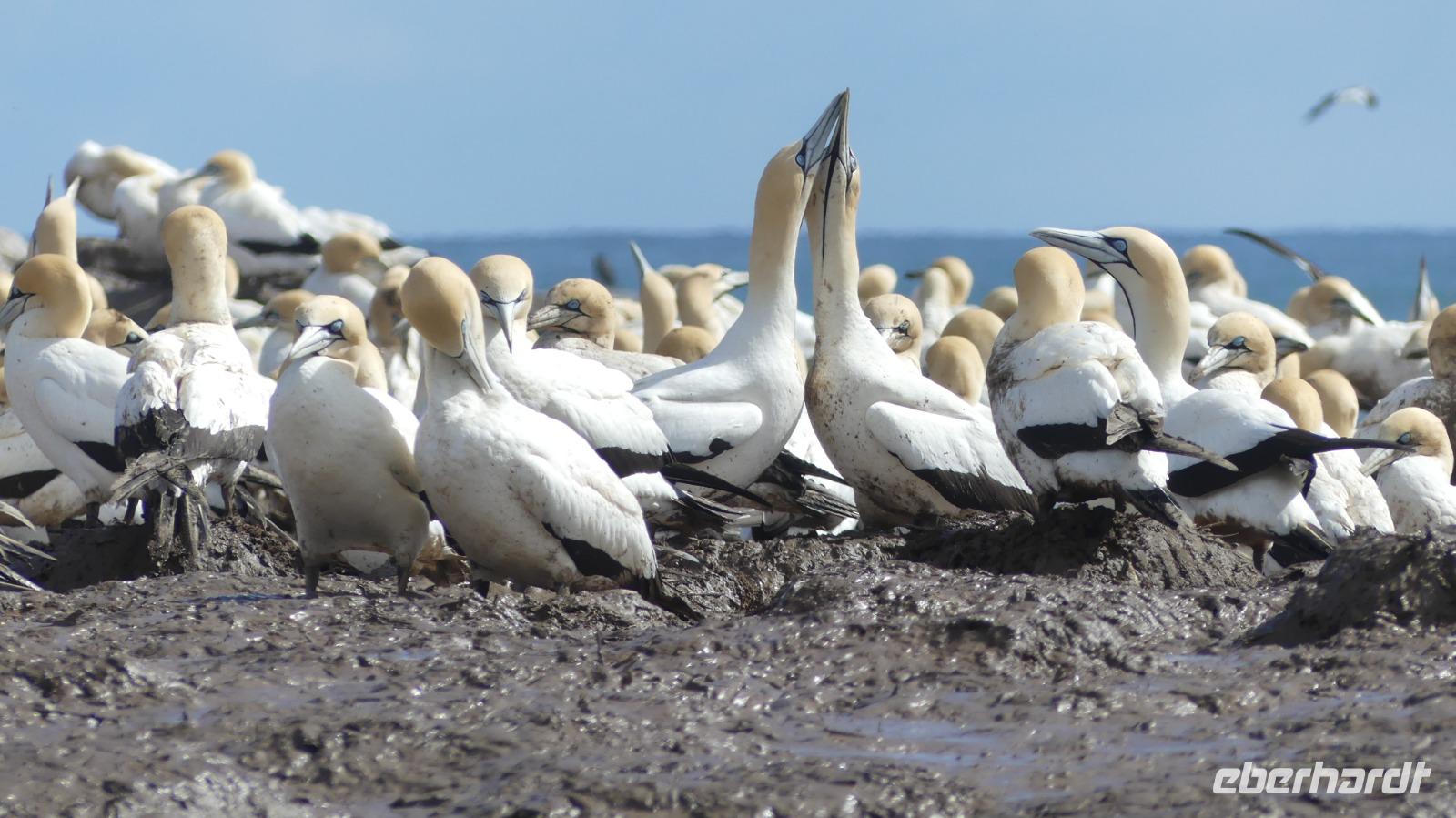 Lamberts Bay, Kaptölpelkolonie