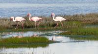 Flamingos bei Velddrif