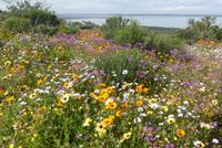 Westcoast Nationalpark