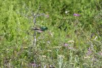 Westcoast Nationalpark, Nektarvogel