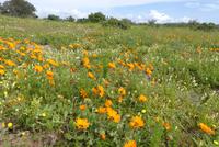 Westcoast Nationalpark