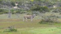 Westcoast Nationalpark, Elan-Antilope