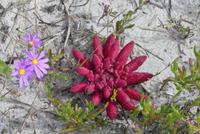 Westcoast Nationalpark, Atlantic viewpoint