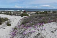 Westcoast Nationalpark, Atlantic viewpoint