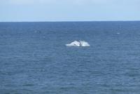 Westcoast Nationalpark, Atlantic viewpoint, Buckelwal