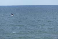 Westcoast Nationalpark, Atlantic viewpoint, Buckelwal