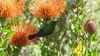 Nektarvogel mit Protea