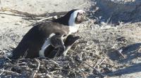 Brillenpinguine in Simons Town