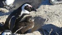 Brillenpinguine in Simons Town